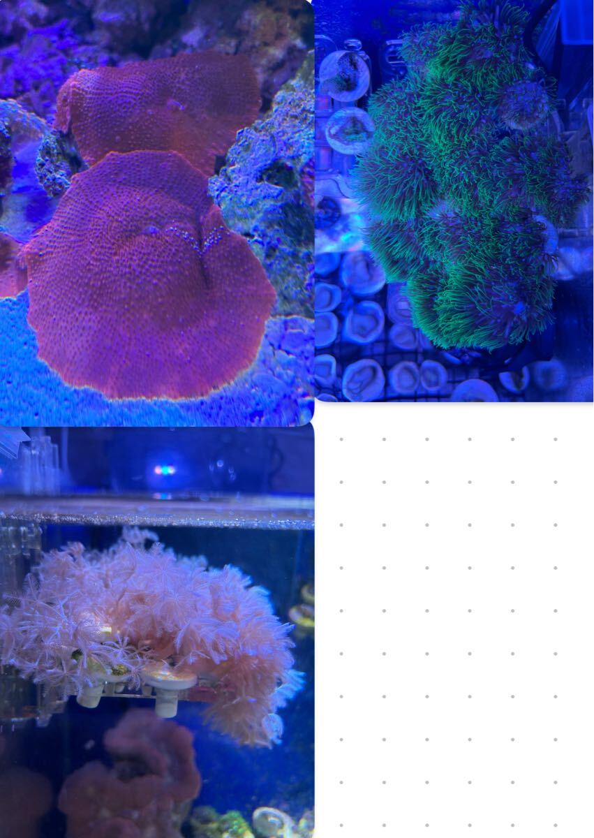 3点セット(ウミアザミ・スターポリプ ロング・ディスク(レッド)拍卖