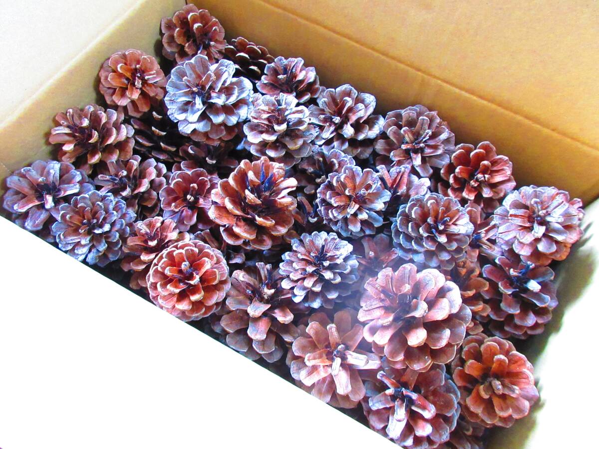 北海道の松ぼっくり 約4cm~約5.5cm 65個+α拍卖