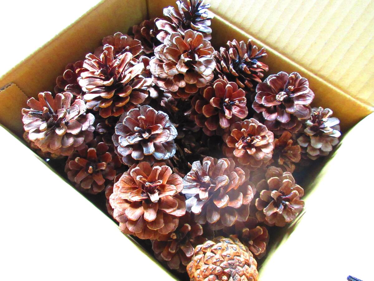 北海道の松ぼっくり 約4cm~約5cm 50個+α拍卖