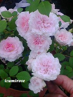 バラ苗、四季咲、ポリアンサ系、オールドローズ“プティ レオニー【Petite Leonie】”6号挿し木株!拍卖