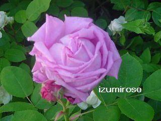 izumirose、バラ、オールドローズ“ラレーヌ【La Reine】”6号挿し木苗!!拍卖