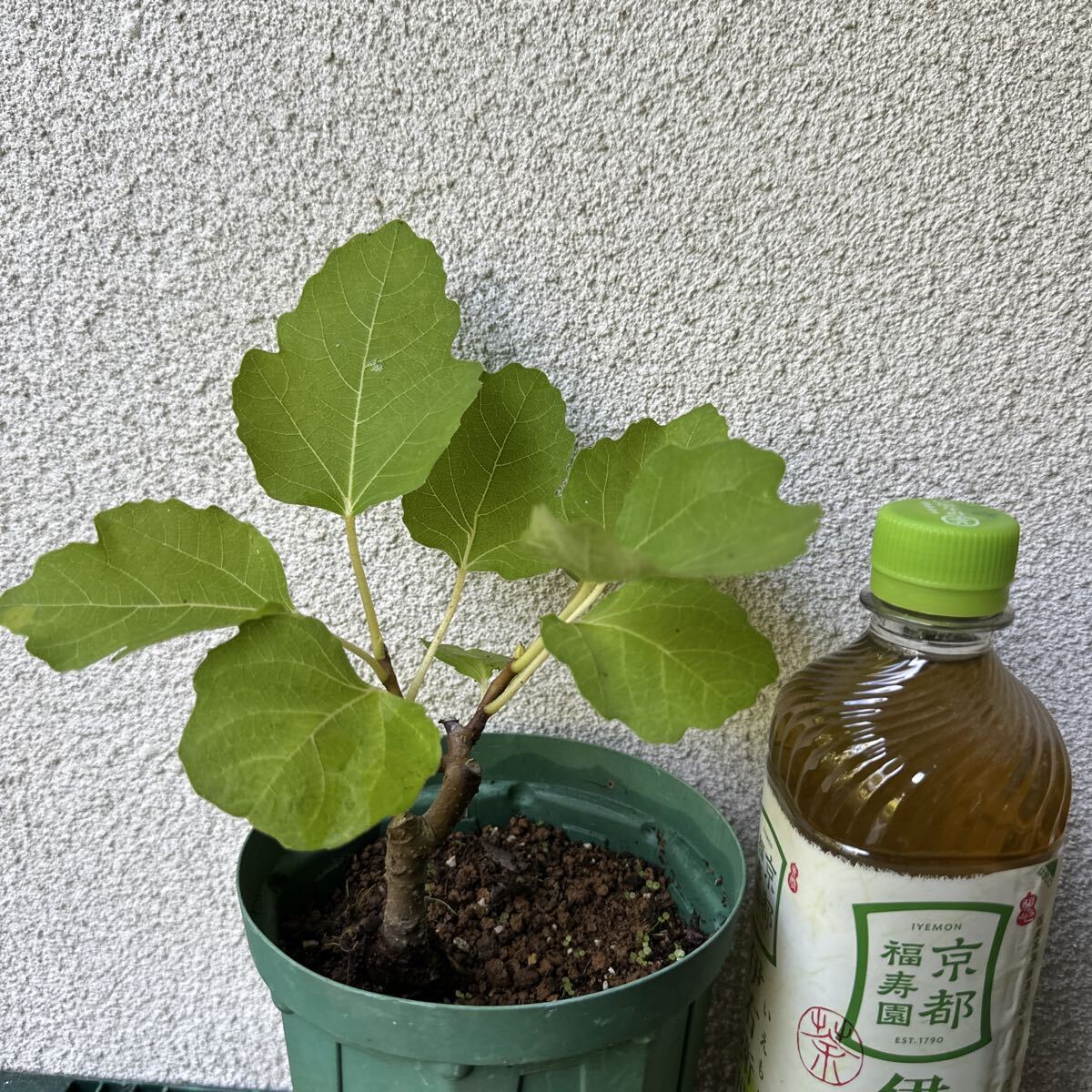 イチジク【ホワイト・プロリフィック】4号 果樹苗拍卖