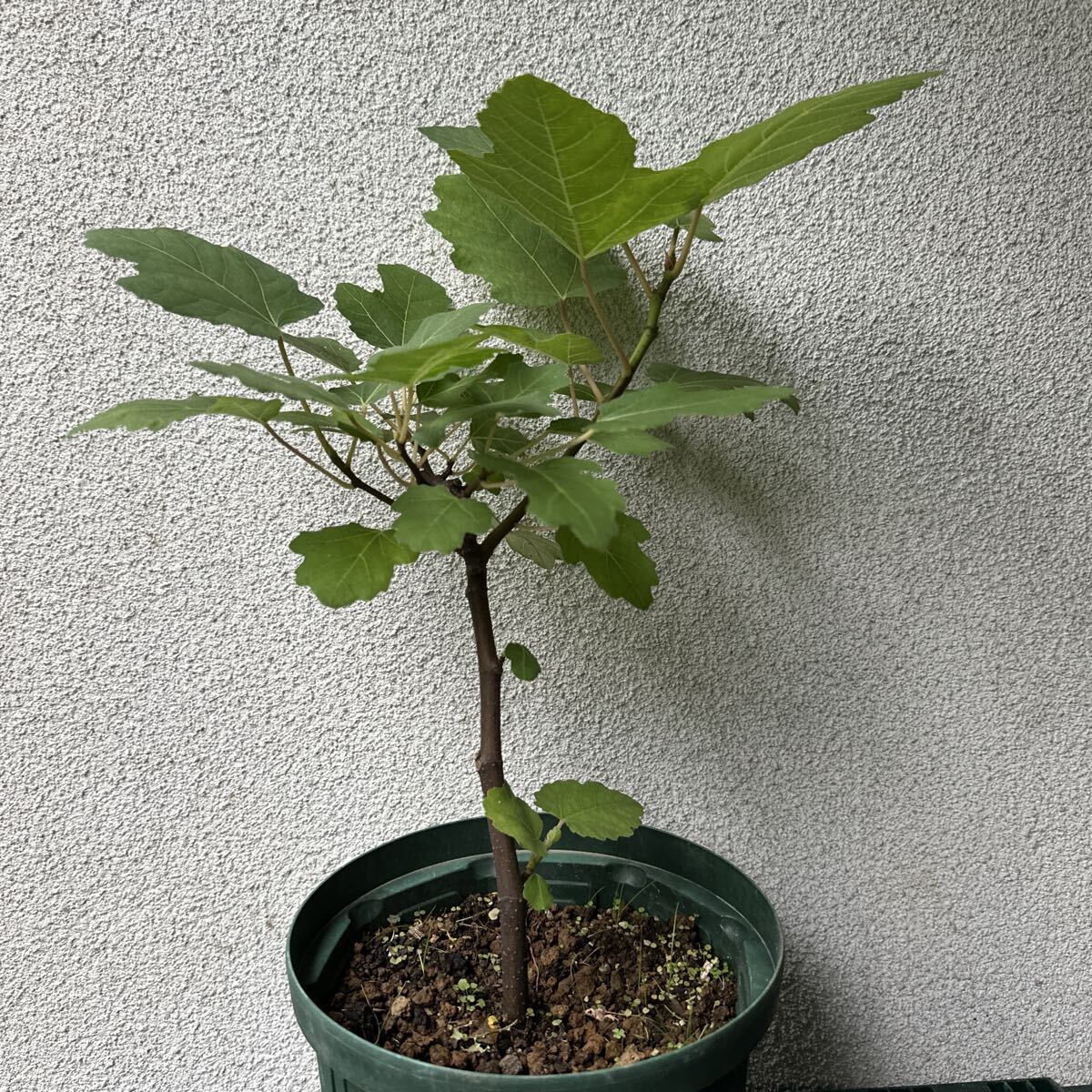 イチジク【グリース・ド・セントジーン】6号 果樹苗拍卖