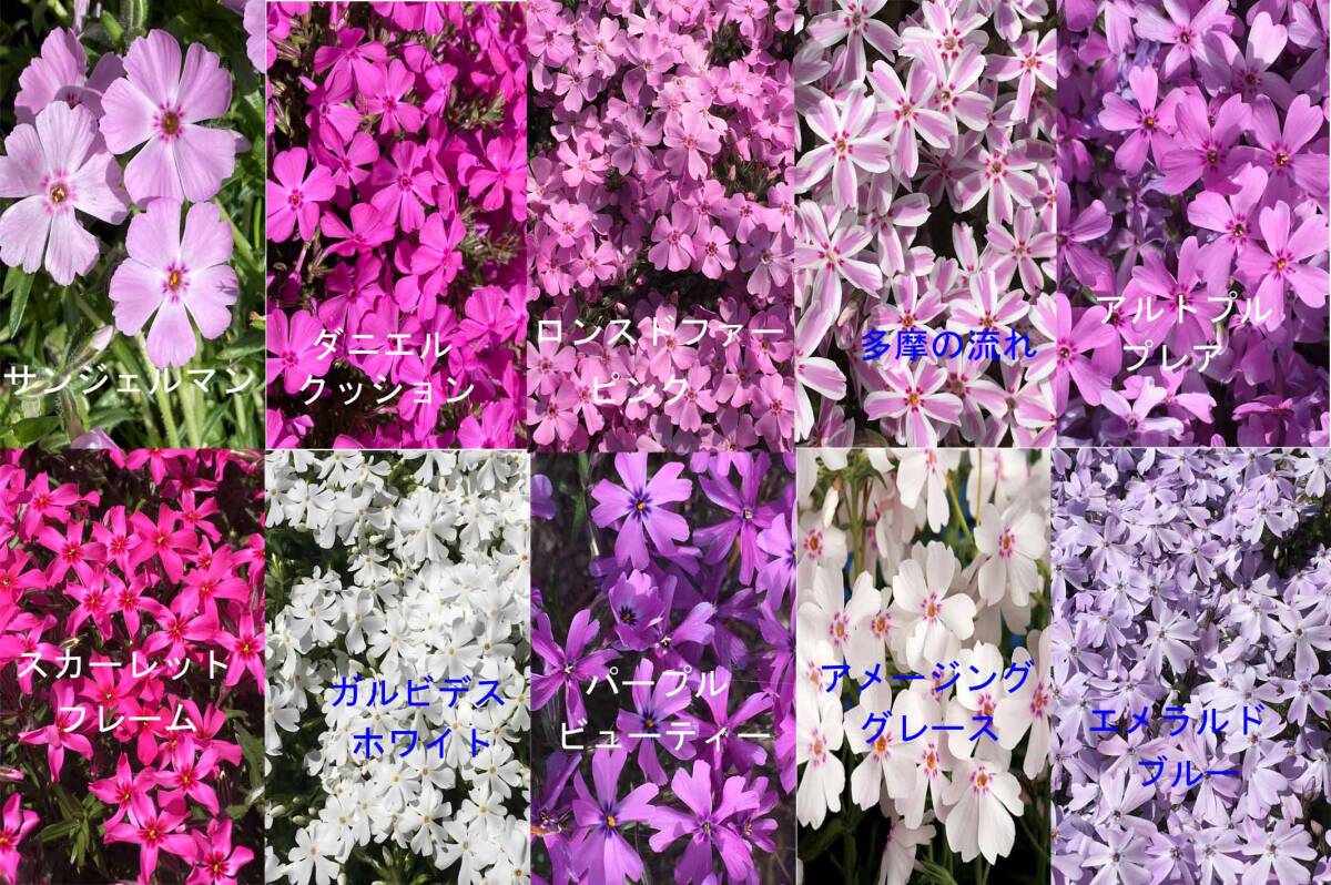 ★☆芝桜 12品種 混合 12 鉢セット 9 cmポット☆★拍卖