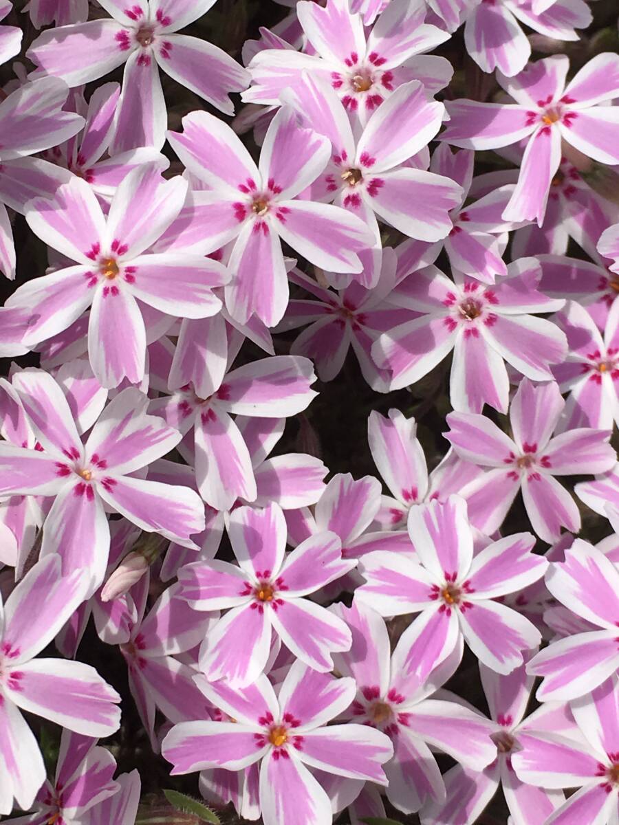 ★☆芝桜 多摩の流れ 10鉢セット☆★拍卖