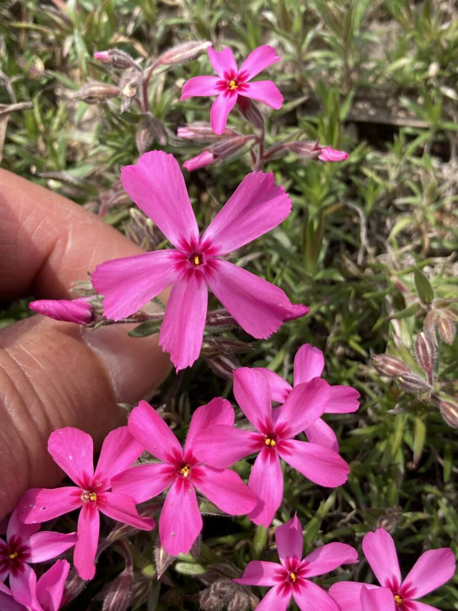 芝桜 あかつき 10鉢セット拍卖