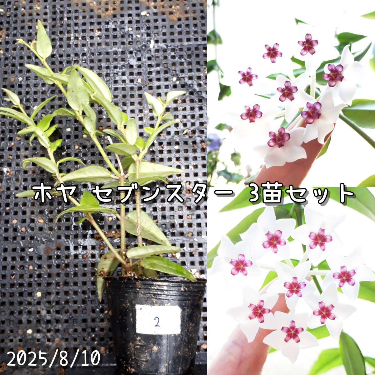 ②ホヤ セブンスター 3苗セット*観葉植物 花 サクララン拍卖