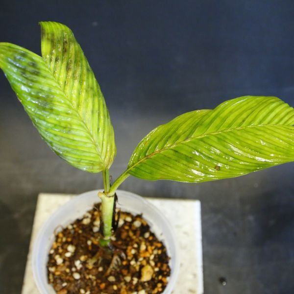 要チェック:Pinanga aristata(ピナンガ・アリスタータ)/ 0156拍卖