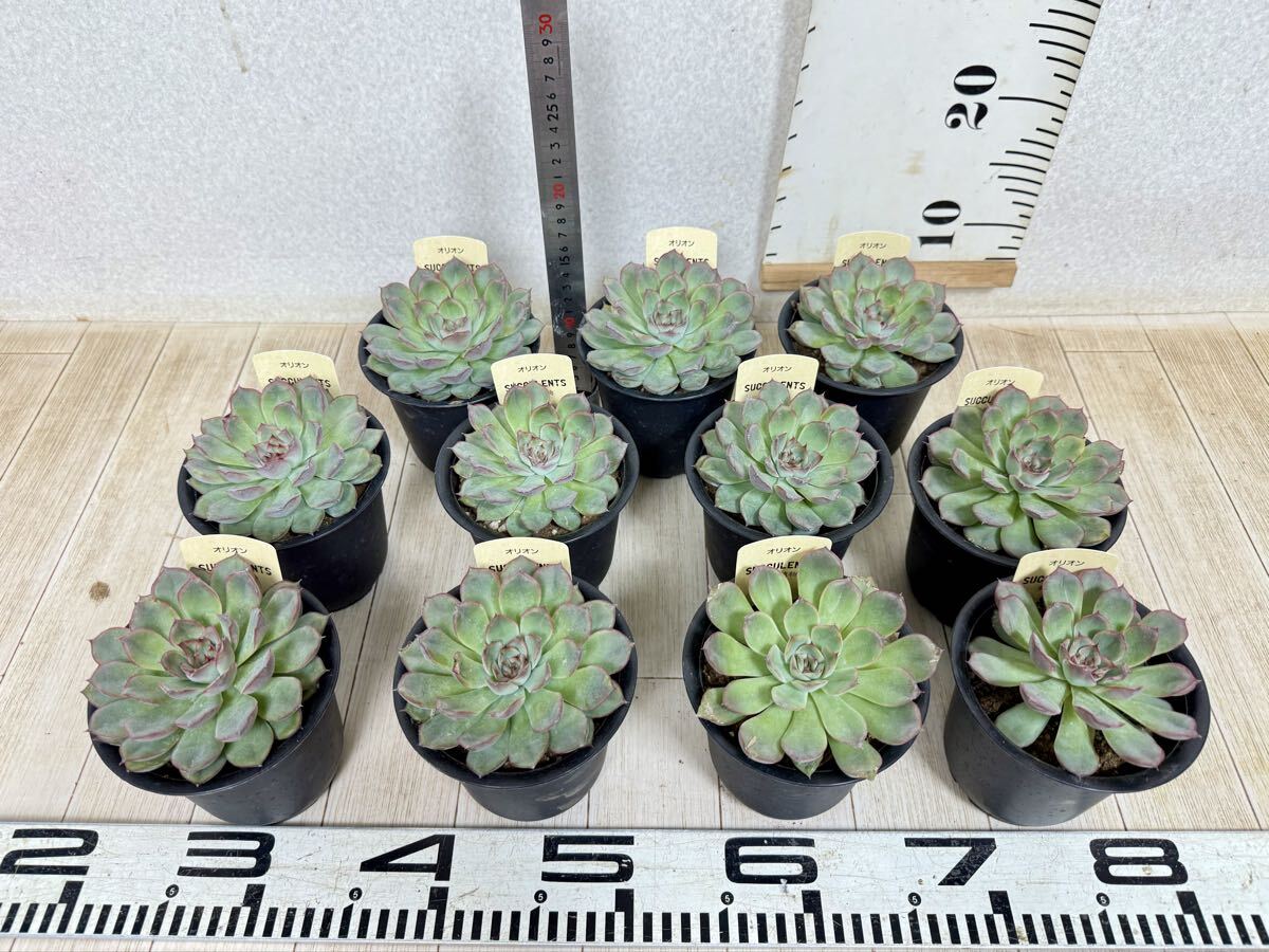 【多肉植物 エケベリア オリオン 4号 11株セット 現品 送料無料 沖縄県、離島配送不可】拍卖