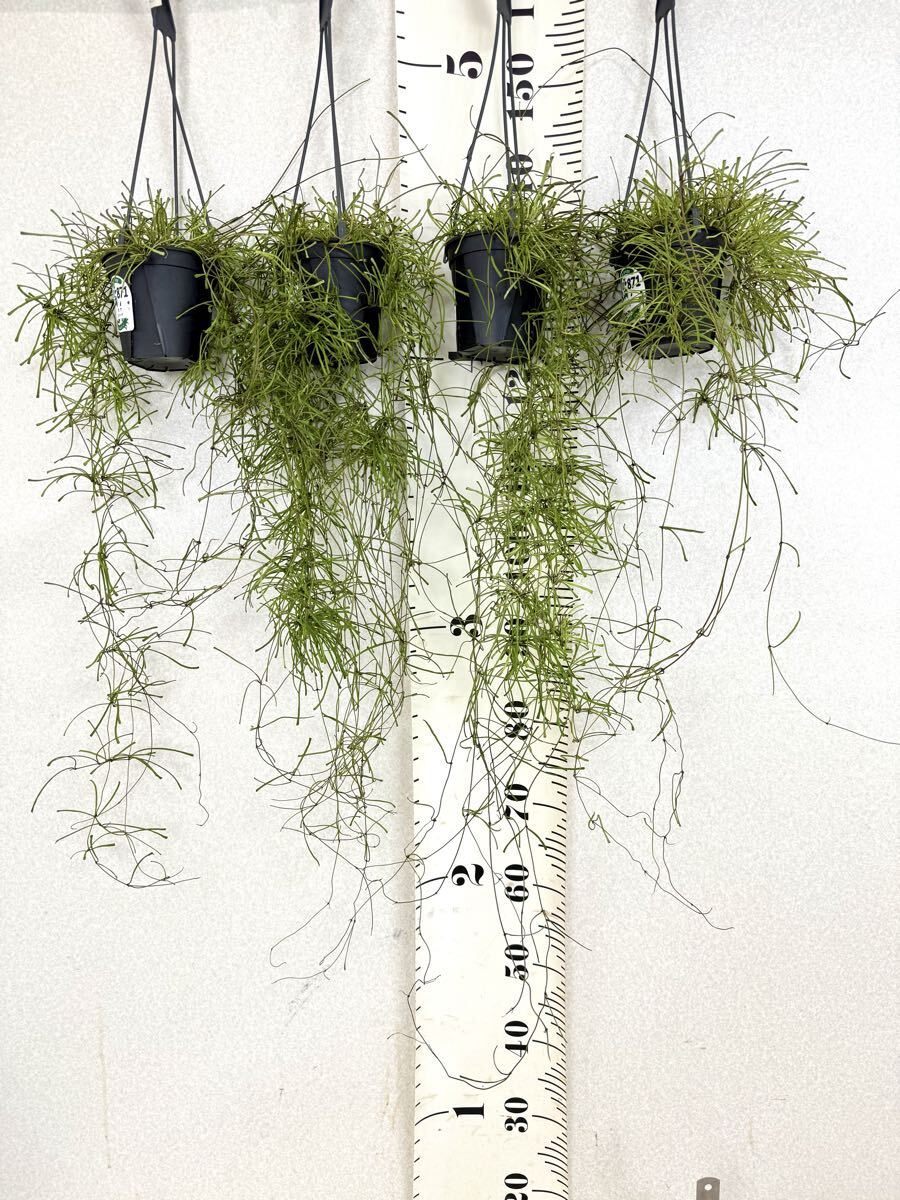 【1.ホヤ HOYA (レツーサ) 4鉢セット 4号吊 現品 送料無料 沖縄県、離島配送不可】拍卖