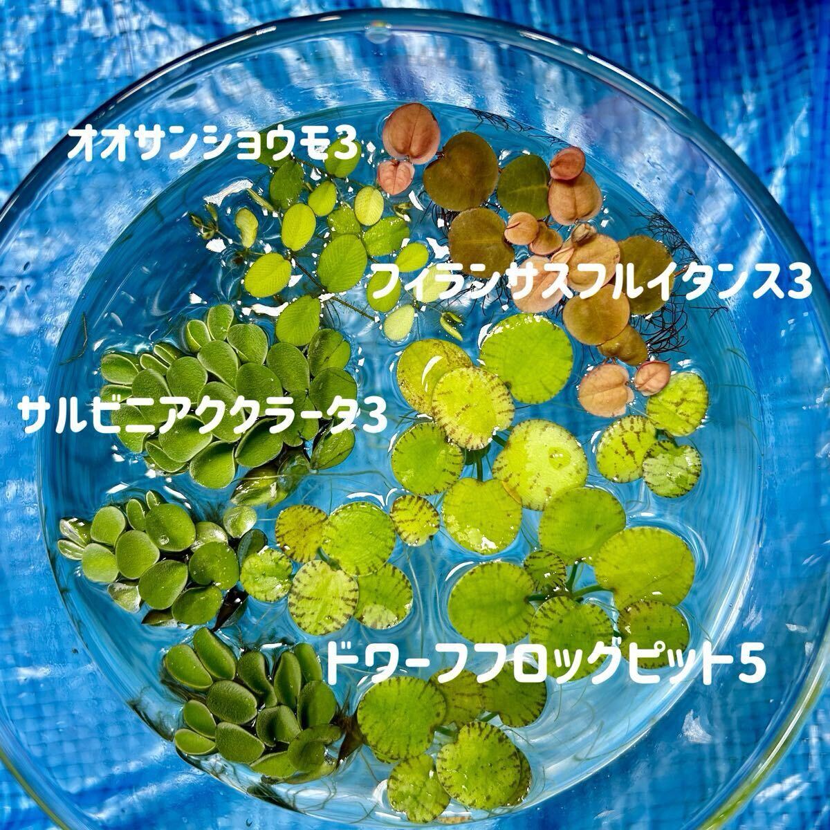 【毎日発送】浮き草セット入門水草4種(ビオトープなどにもおすすめ) 浮き草セット拍卖