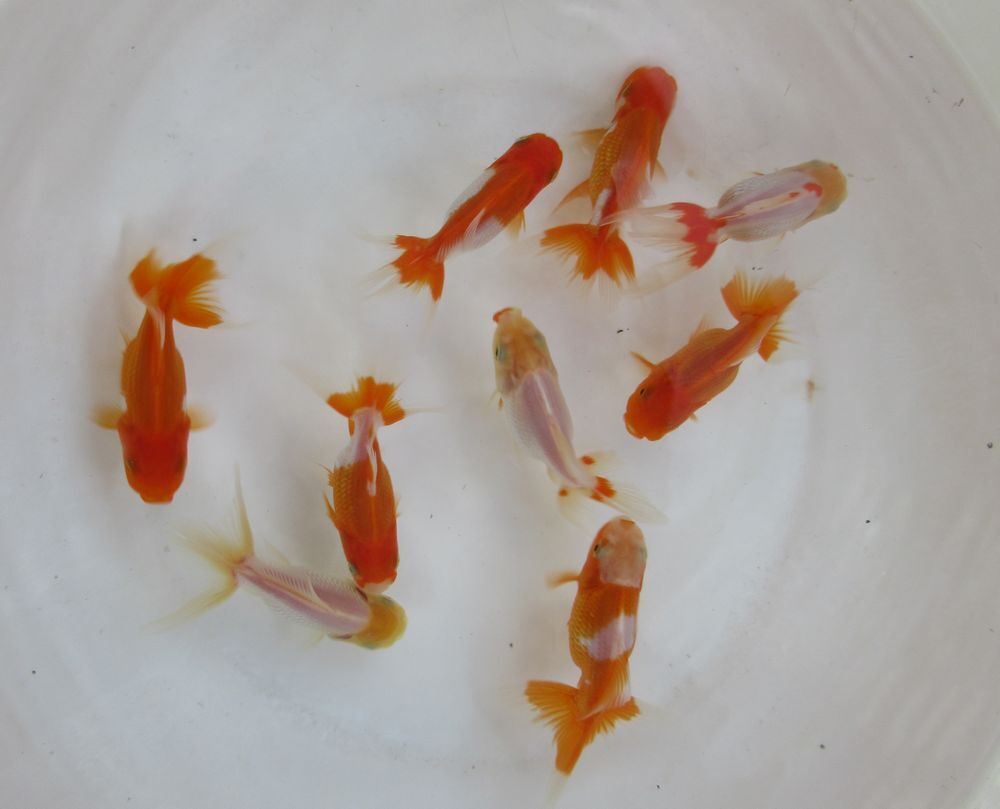 ★プロショップ㈱水島らんちゅう販売★オランダ 当歳魚(9-11cm) 3匹セット拍卖