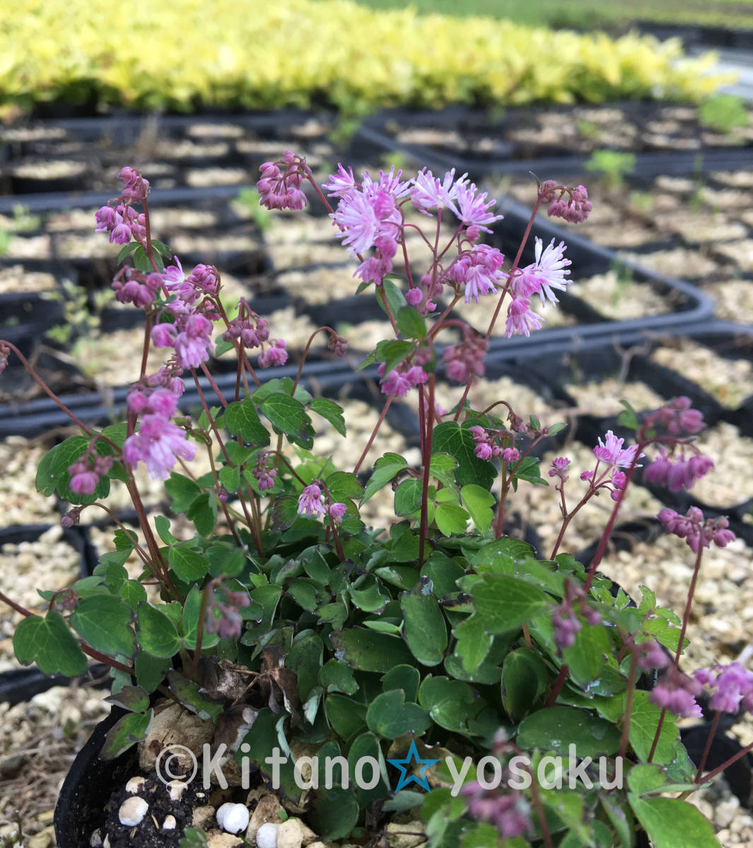 筑紫唐松草(ツクシカラマツソウ)◇キンポウゲ科 ●3寸(9.0cm)ポリポット栽培 ◇開花時期6月~ 拍卖