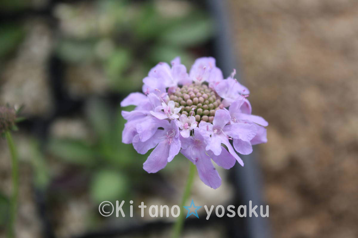 姫松虫草(ヒメ・マツムシソウ)3寸(9.0cm)ポリポット栽培拍卖