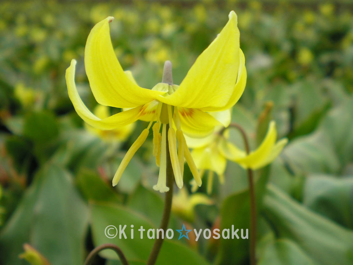 黄花片栗(キバナ・カタクリ)◇ユリ科 3.5寸ポリポット栽培 ●開花時期5月~ ●現在、上層部無し拍卖