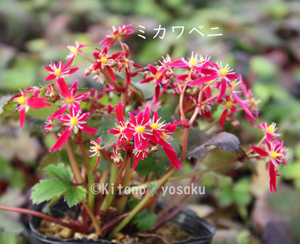 大文字草・美川紅(ミカワベニ)◇ユキノシタ科 3寸(9.0cm)ポリポット栽培 ☆花時期9月~拍卖