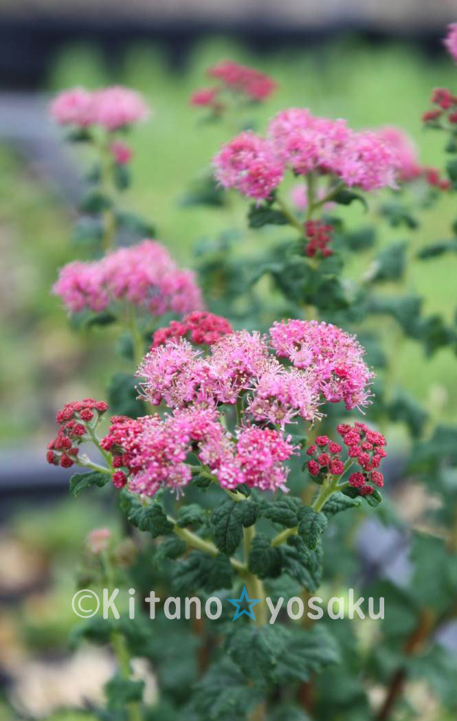 縮葉下野草(チヂミバ・シモツケソウ)◇バラ科 3寸(9.0cm)ポリポット栽培 ★開花時期7月~ 拍卖