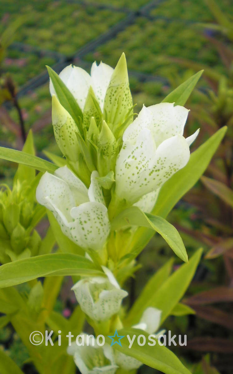 蝦夷御山の竜胆・白花(エゾ・オヤマノリンドウ)◇リンドウ科 3寸(9.0cm)ポリポット栽培 ☆開花時期7月~ 花終了!拍卖