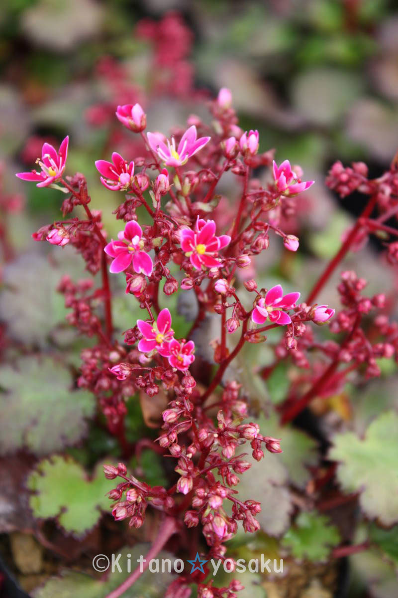 大文字草・濃姫(ノウヒメ)◇ユキノシタ科 3寸(9.0cm)ポリポット栽培 ☆花時期9月~拍卖