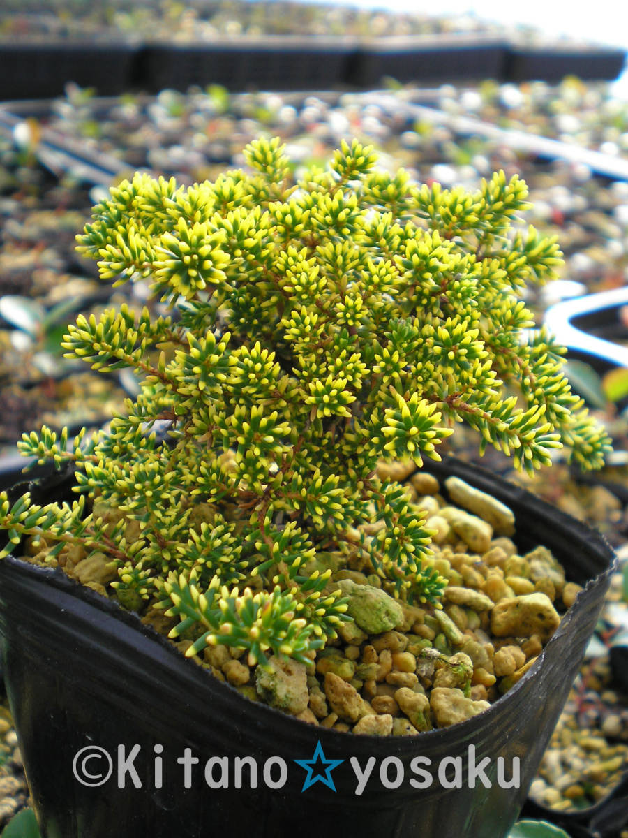 斑入り岩高蘭(フイリ・ガンコウラン)◇ツツジ科 3.5寸ポリポット栽培 拍卖