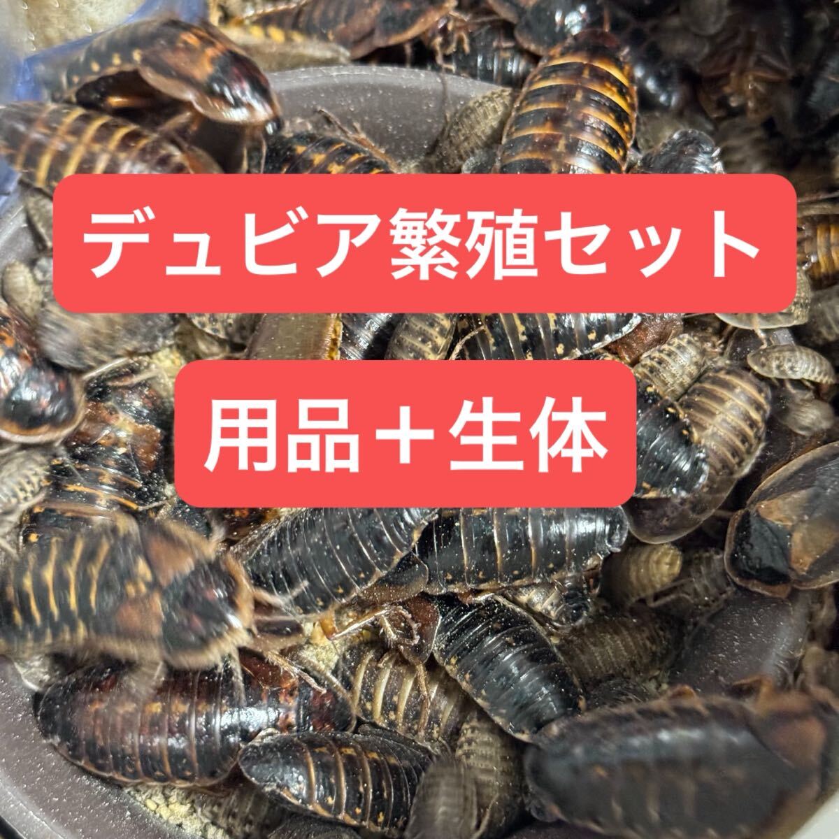 デュビア 繁殖セット 成虫10匹(オス3匹、メス7匹) 給水器 餌皿 繁殖用栄養強化フード拍卖