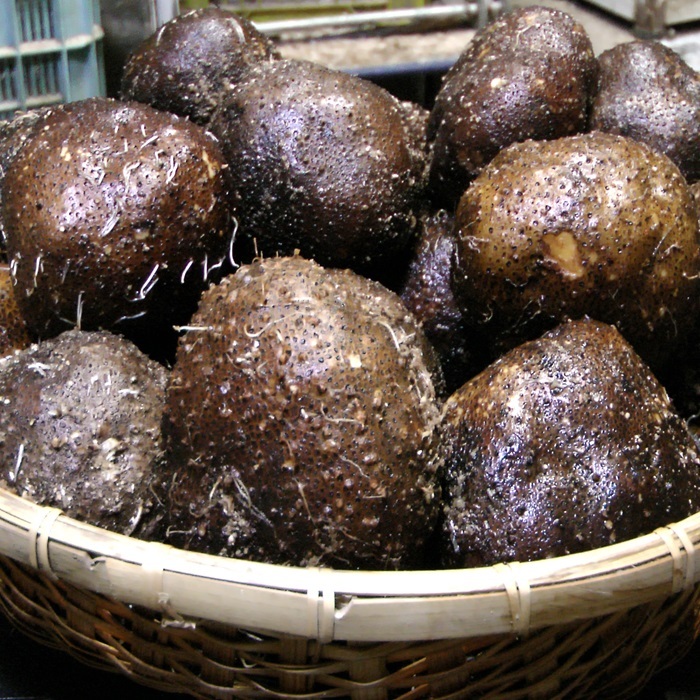 青森産 丸いも 小玉 2kg 種芋 タネイモ つくね芋 山芋 とろろ オススメ拍卖