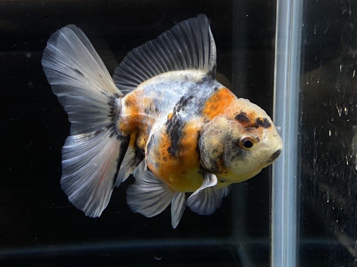 【アクアヒーリング プレアデス】 金魚 中国産 ベールテール東錦拍卖