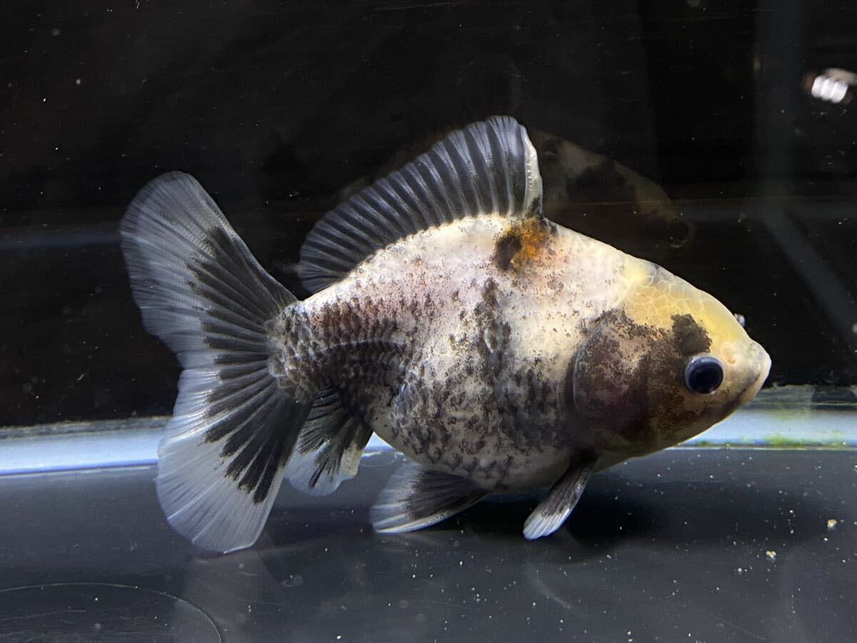 【アクアヒーリング プレアデス】 金魚 中国産 ショートローズテール東錦 白黒オランダ 墨 3 セール拍卖