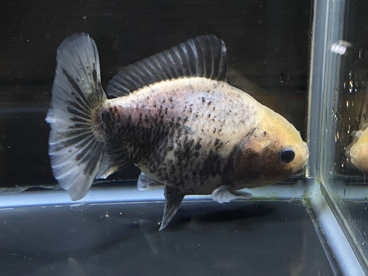 【アクアヒーリング プレアデス】 金魚 中国産 ショートローズテール東錦 白黒オランダ 墨 8 セール拍卖