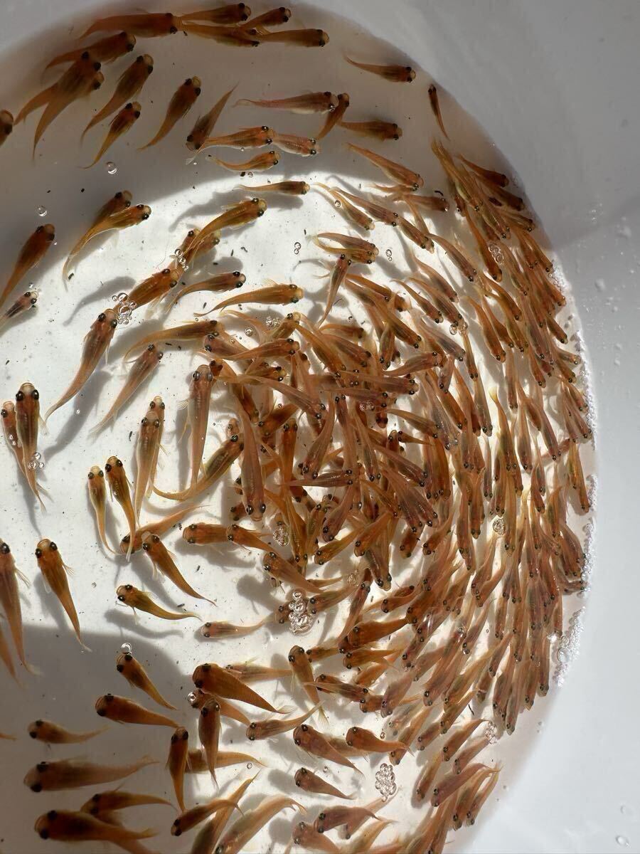 楊貴妃メダカ 未選別100匹+α 送料無料 拍卖