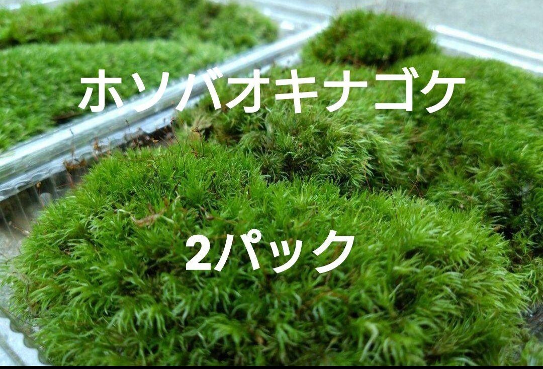 天然 山苔 2パックセット ホソバオキナゴケ 盆栽・ 苔玉・アクアリウムに最適!拍卖