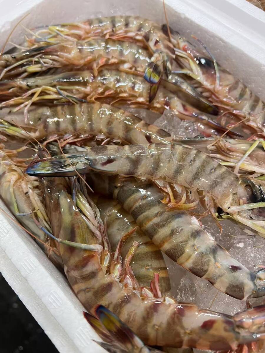 活〆 生クルマエビ 1kg 1尾15~25g くるまえび 車海老 揚げる(天ぷら、フライ) ゆでる 焼く 生食 拍卖