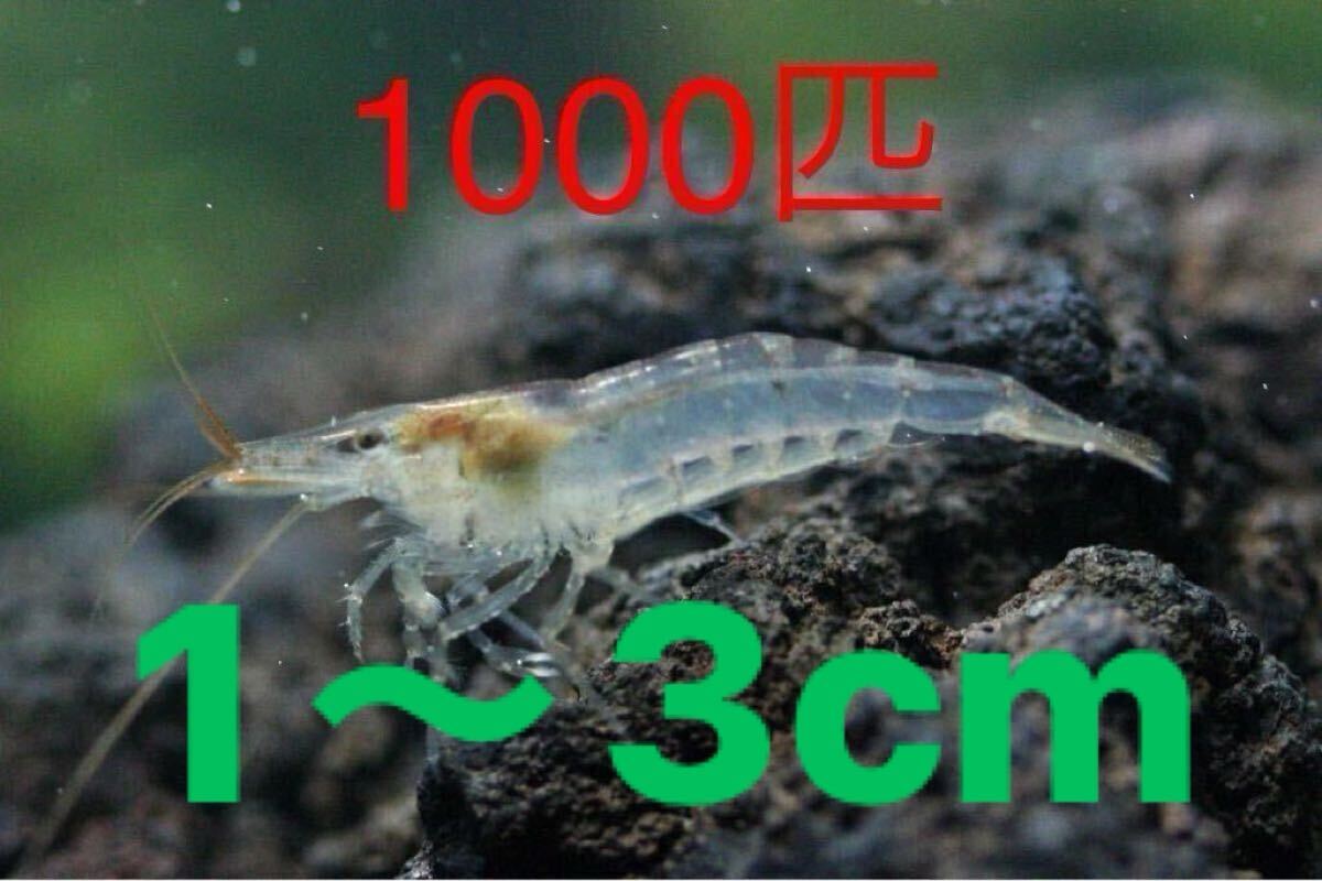 【雪月風花】1000匹ミナミヌマエビ※北海道・沖縄・東北への発送不可★発泡スチロール発送★ヤマトヌマエビ・メダカ拍卖