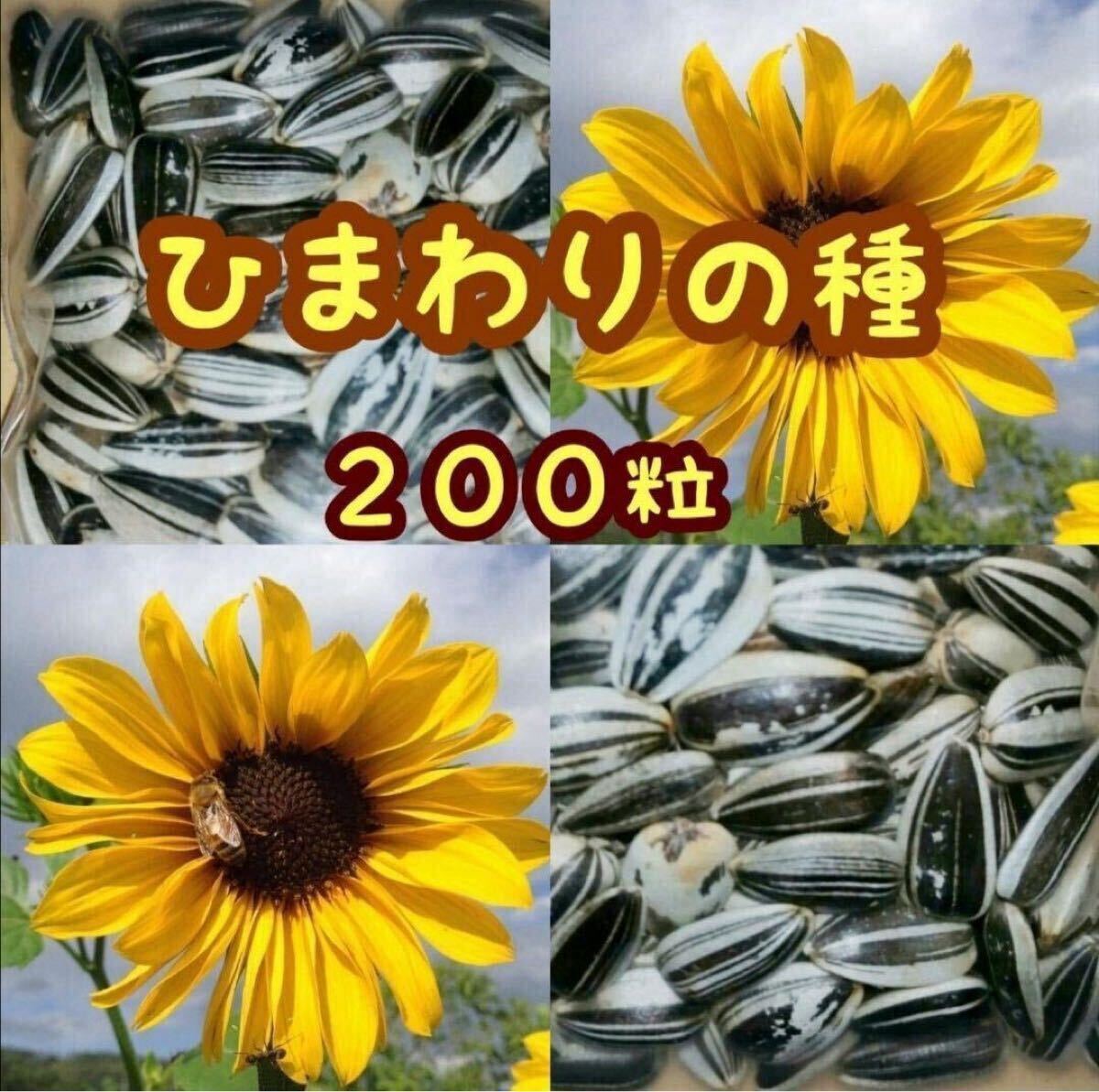 大きくそだつひまわりの種 小粒タイプ たっぷり14g約200粒 小動物のご給餌に インコ ハムスター リス 向日葵の種ヒマワリの種 種拍卖