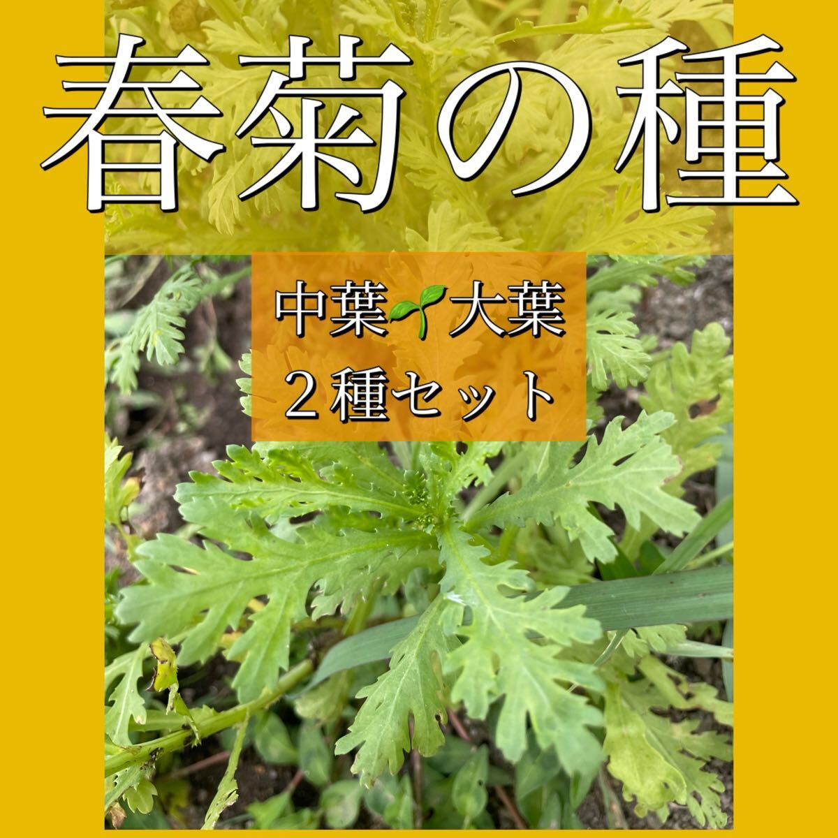 【固定種】春菊の種 2種類セット 各1g 中葉シュンギク 大葉シュンギク そだてやすい 秋蒔きおすすめ 園芸 ガーデニング拍卖