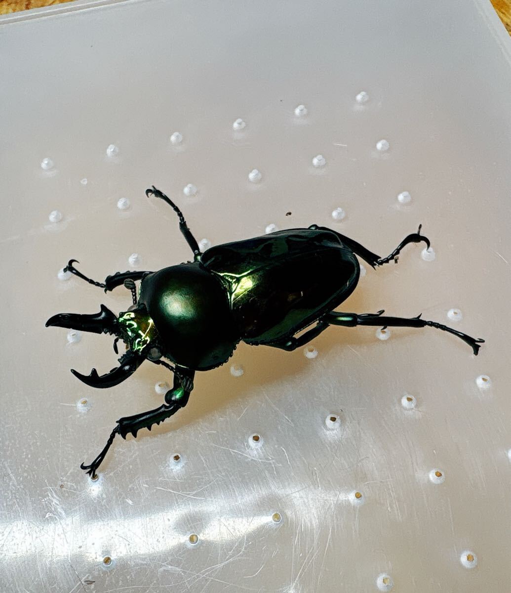 『M977』超緑白眼ニジイロクワガタ (クイーンズランド)♂41mm単体拍卖