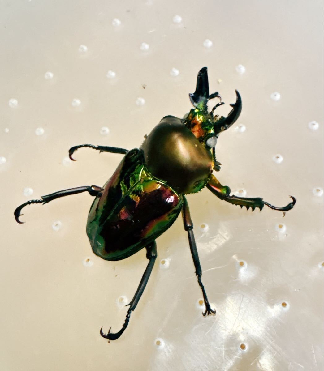 『M38』白眼超赤ニジイロクワガタ (クイーンズランド)♂40mm単体拍卖