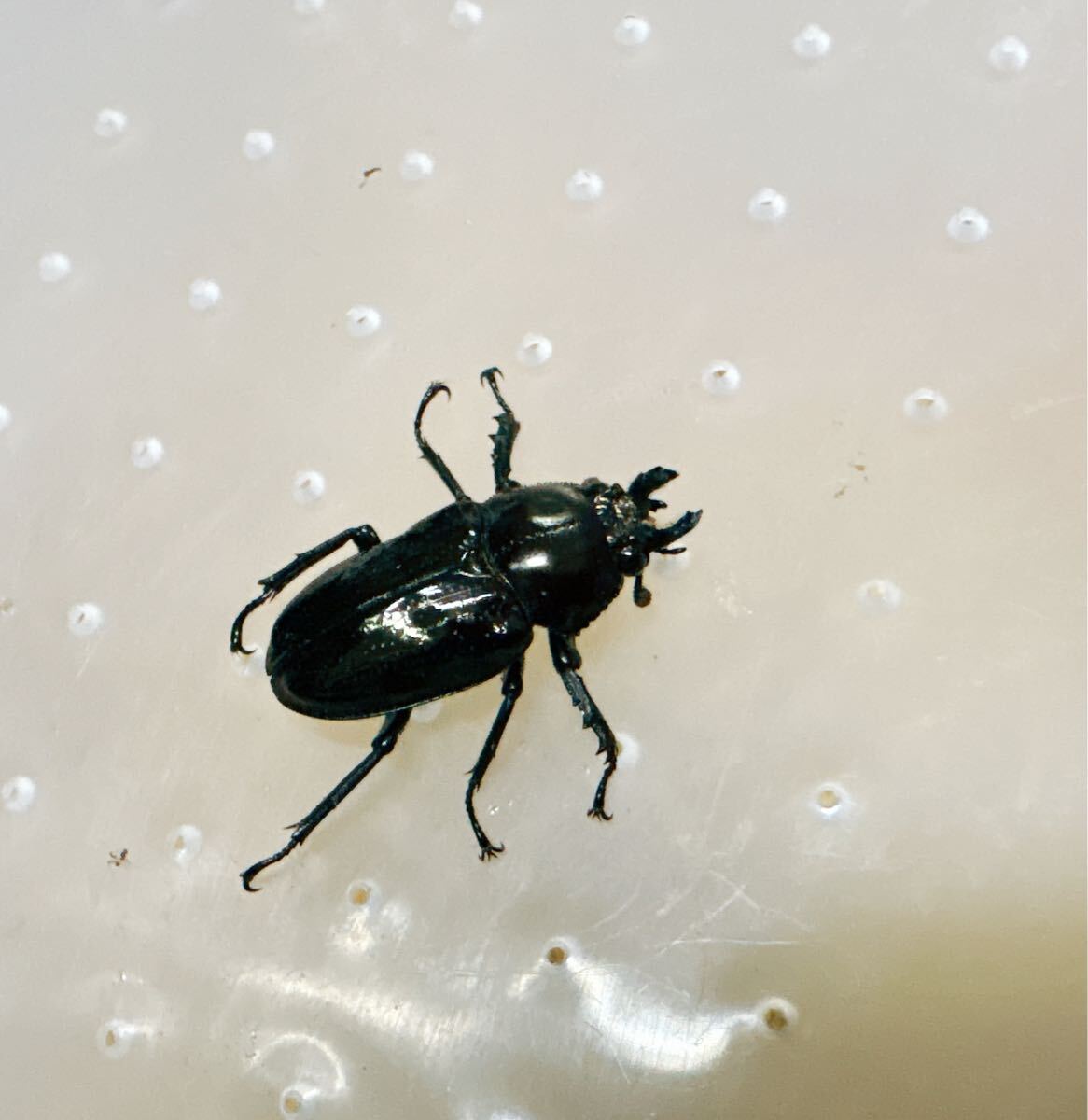 『M39』極小超黒ニジイロクワガタ (クイーンズランド)♀23mm単体拍卖