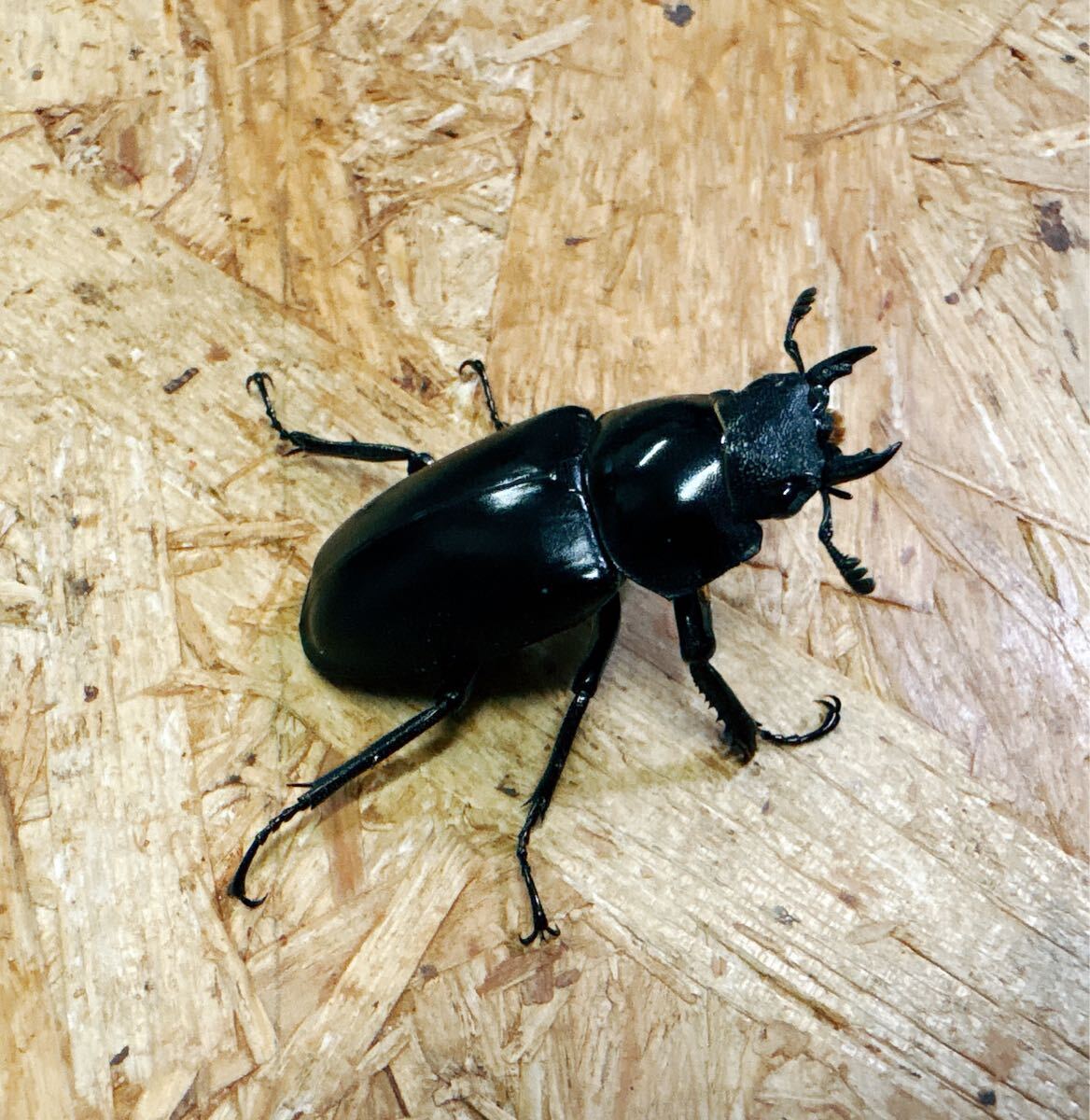 『M44』ギラファノコギリクワガタ (フローレス)♀47mm単体拍卖