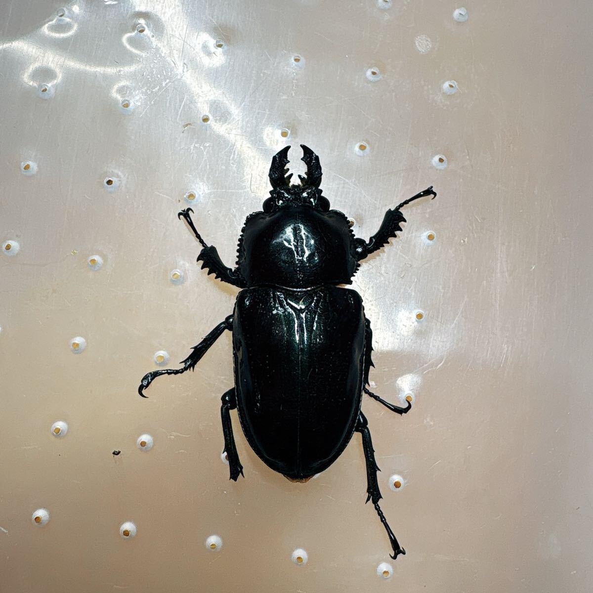 『M996』訳あり即ブリ超黒ニジイロクワガタ (クイーンズランド)♀39mm単体拍卖