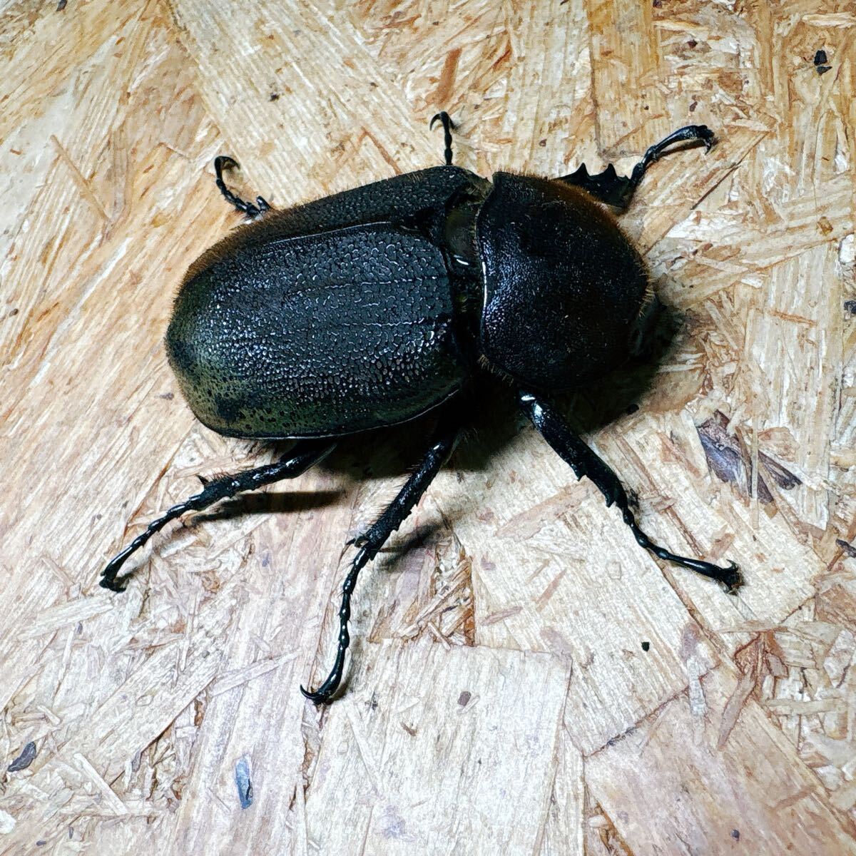 『M30』ヘラクレスオオカブト(グアドループ)♀63mm単体 拍卖