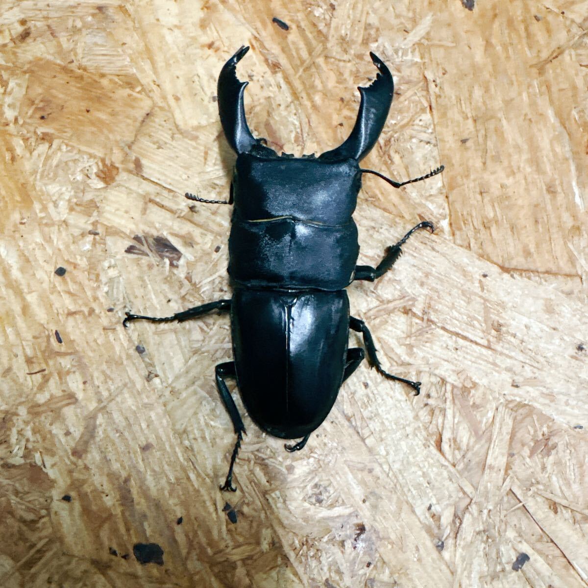 『M34』訳ありスラウェシオオヒラタ(パロロ・パル)♂81mm単体 拍卖