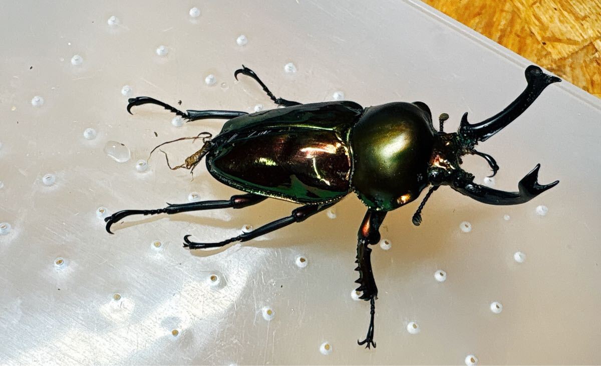 『M999』訳あり超赤ニジイロクワガタ (クイーンズランド)♂57mm単体拍卖