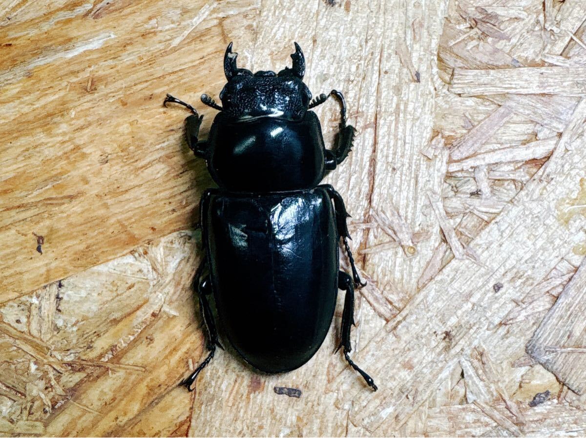 『M968』訳ありブータンアンタエウス♀42mm単体拍卖