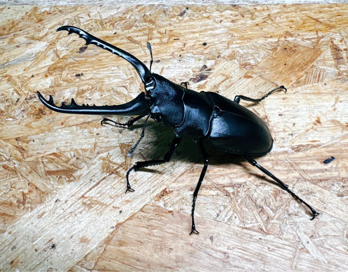 『M16』ギラファノコギリクワガタ(フローレス)♂88mm単体 拍卖