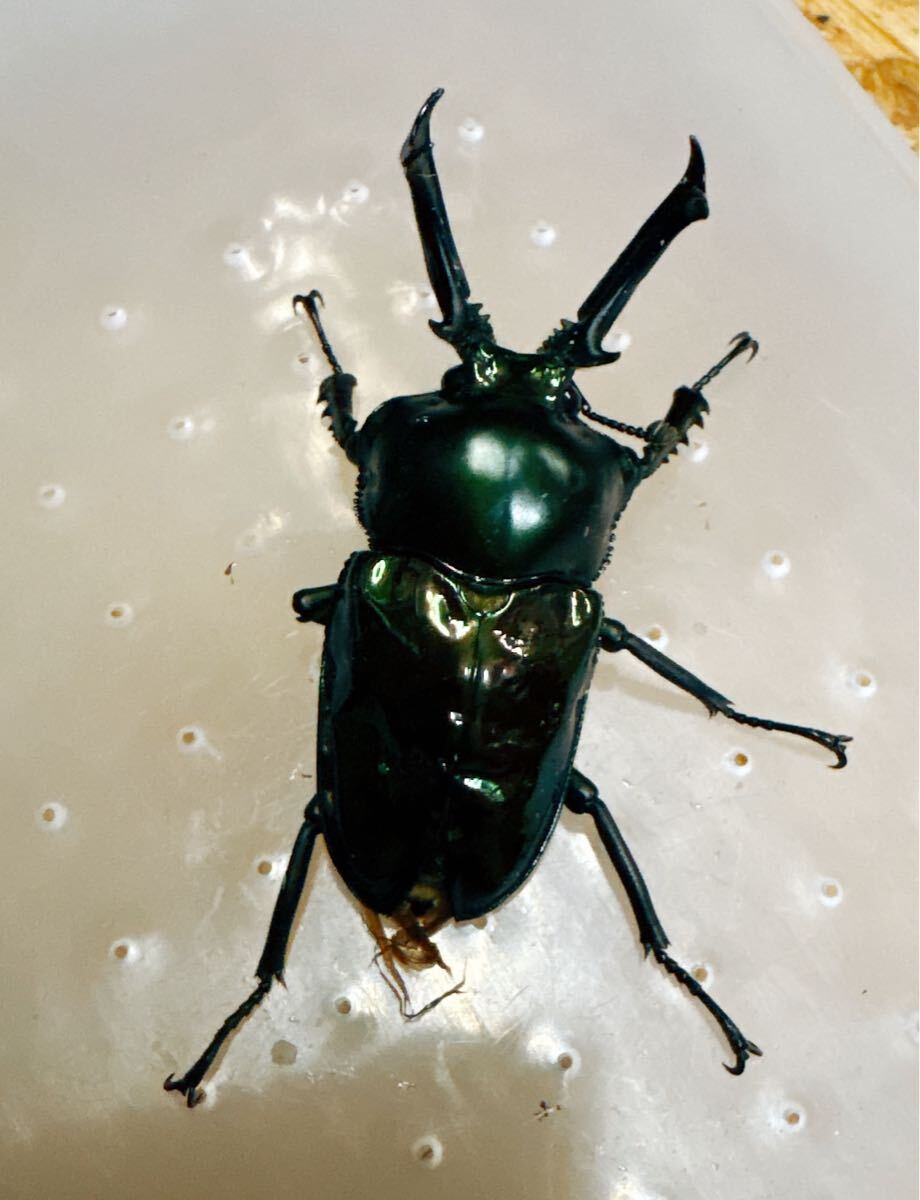 『M35』訳あり超緑ニジイロクワガタ (クイーンズランド)♂50mm単体拍卖