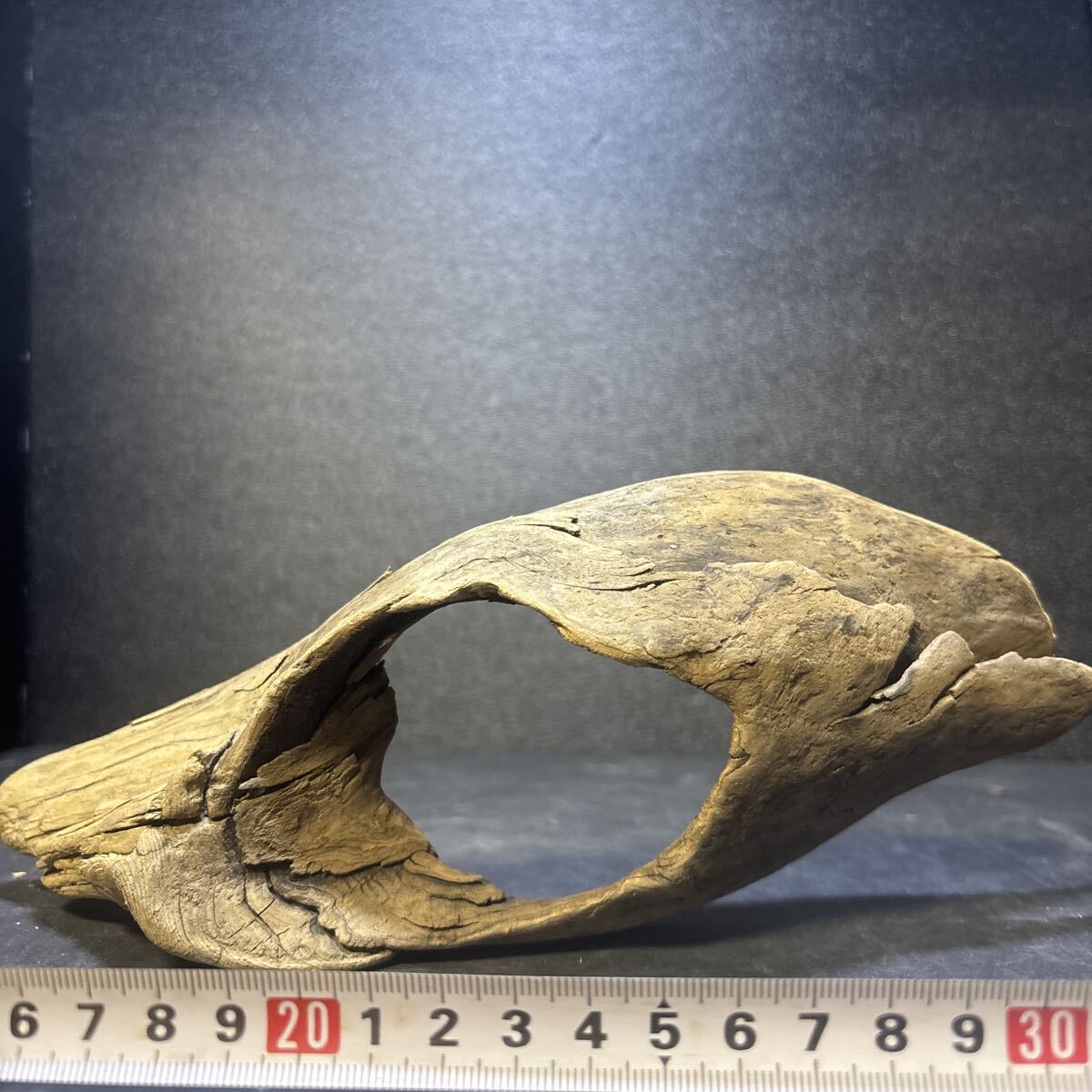 ☆sea tree☆送料無料♪♪煮沸消毒済み流木 11676 流木/水槽/アクアリウム/テラリウム/インテリア/ADA/サンゴ/置物/拍卖