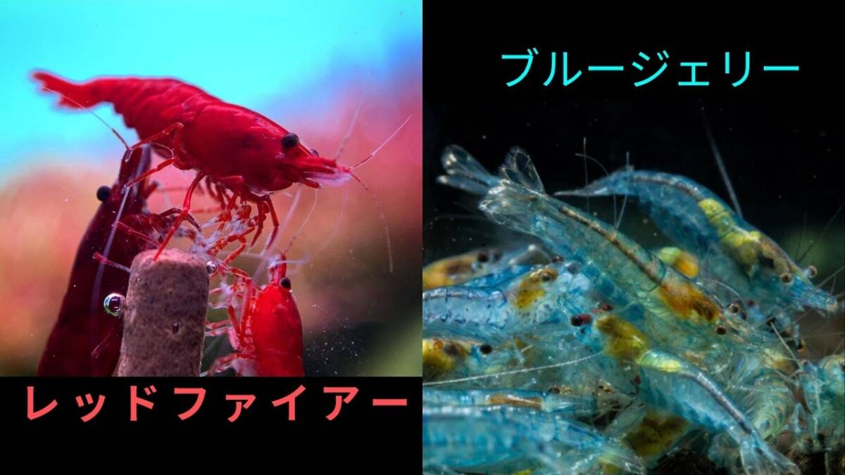 【レッドファイアーシュリンプ10匹+ブルージェリーシュリンプ10匹+補償各1匹】拍卖