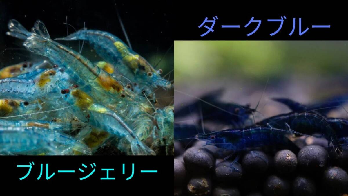 【ブルージェリーシュリンプ10匹+ダークブルーシュリンプ10匹+補償各1匹】拍卖