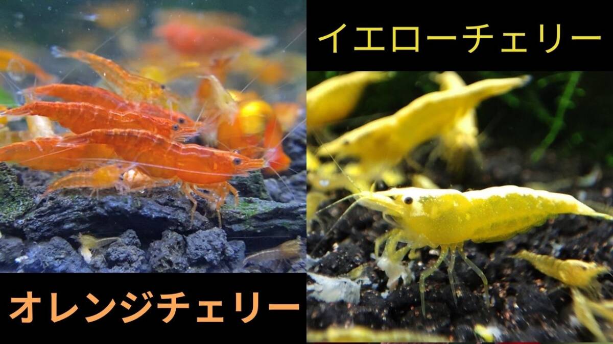 【オレンジチェリーシュリンプ10匹+イエローチェリーシュリンプ10匹+補償各1匹】拍卖